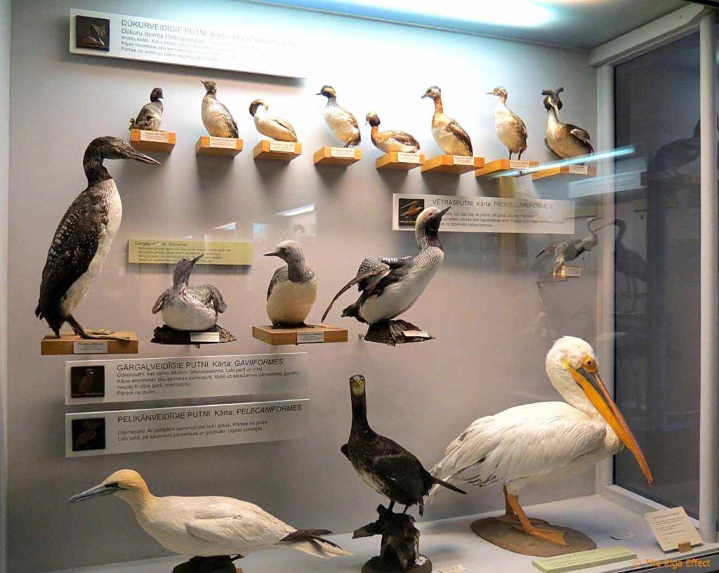 כל כך הרבה מינים של עופות מים במוזיאון הטבע, ריגה